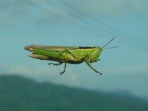 異常気象で出現か、怪獣イナゴザウルス