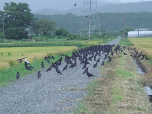 ようやく暑さが和らいできたと思ったらいきなりカラスの大群が来ました