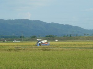 いよいよ近所でも稲刈が本格的に始まりました