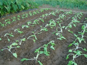 植替えをした秋野菜11月上旬には東京へ贈ります