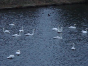 今年初めて飛鳥沼に白鳥たちが飛来しました