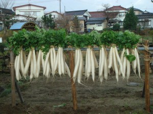 佐藤良明農園から届いた今年の大根