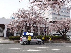 桜が開花した山形市霞城公園で街頭演説