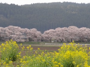 遊佐町直世地区の見事な桜と菜の花