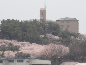 定期船「とびしま」から日和山公園の桜が見ごろ