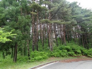 八森自然公園の土砂搬出問題で揺れた場所を改めて視察　緑豊かな美しい春の姿に感動