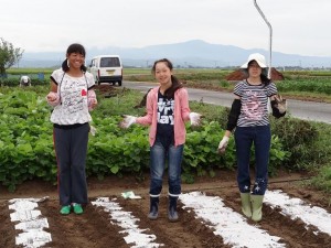 チンゲン菜・タイ菜・大根の種蒔無事終了、早く大きくな～れ