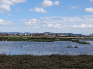 震災前は美味しい宮城米を清算していた田んぼ、今は８０㎝も地盤沈下して豪雨後は冠水状態