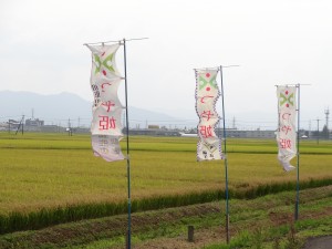 山形県の誇るブランド米「つや姫誕生の地」鶴岡市藤島地域の田んぼ