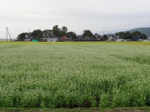 酒田市平田地域の転作田ではそばの花が満開でした