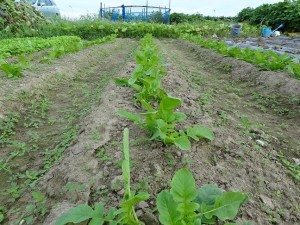 1箇所に4個づつ種蒔した大根も間もなく間引きです