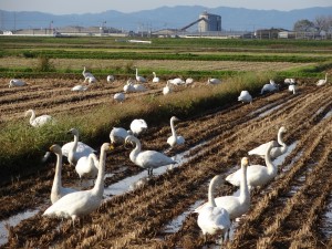 畑の近くの田んぼには冬の使者白鳥たちが落穂拾い