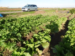 東京の娘たちが種蒔した野菜が順調に育っています