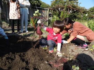 姉の孫たちと姉宅の庭先の畑で薩摩芋ほりです
