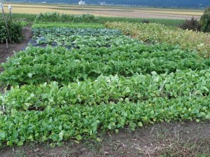 東京の娘たちが蒔いたチンゲン菜・タイ菜・大根がこんなに大きくなりました