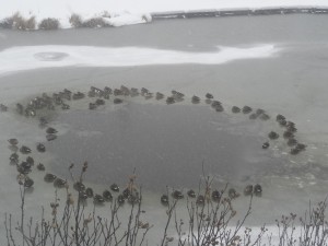 朝起きてカーテンを開けると氷を張った飛鳥沼に鴨の皆さんが輪を作っていました