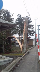 飛鳥神社鐘楼横の大木が無残にも真っ二つ