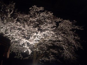 与平桜はかつて平田村役場があったころからの老木です