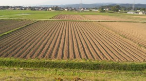 平田地域飛鳥の最上川沿いに広がる赤ネギ畑