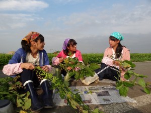 枝豆も収穫しましたので、帰ったら早速茹でて食べましょう